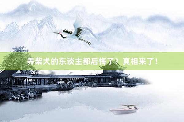 养柴犬的东谈主都后悔了？真相来了！
